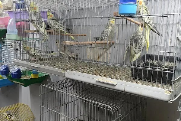 By Guşci Petshop Petmarket - Resim 7