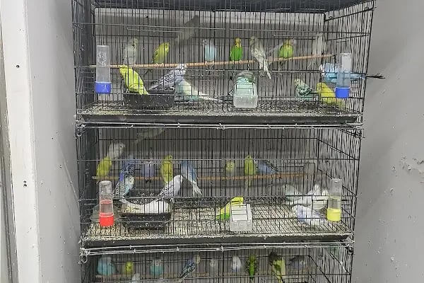 By Guşci Petshop Petmarket - Resim 10