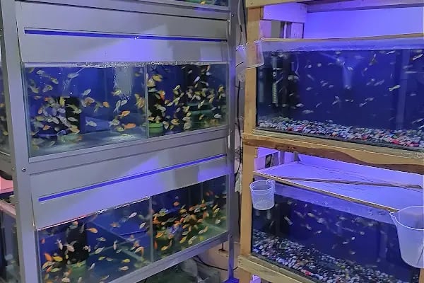 By Guşci Petshop Petmarket - Resim 8
