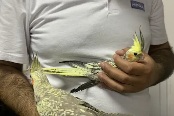 LİVAMİR PETSHOP AKVARYUM - Resim 4