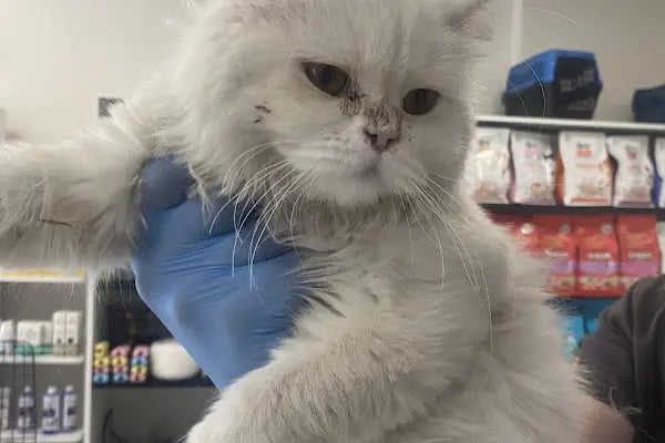 🐶🐱DİYARBAKIR ÖZEL VETERİNER KLİNİĞİ🐶🐱 - Resim 3