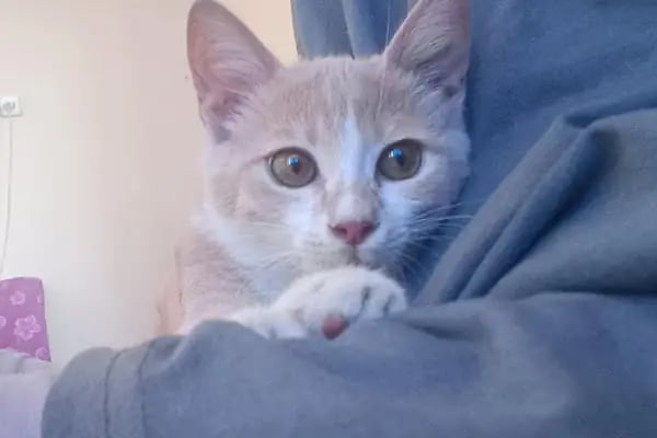 🐶🐱DİYARBAKIR ÖZEL VETERİNER KLİNİĞİ🐶🐱 - Resim 17