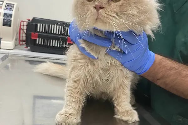 🐶🐱DİYARBAKIR ÖZEL VETERİNER KLİNİĞİ🐶🐱 - Resim 8