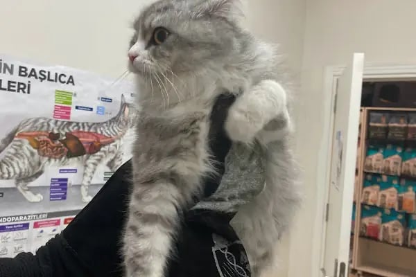 🐶🐱DİYARBAKIR ÖZEL VETERİNER KLİNİĞİ🐶🐱 - Resim 19