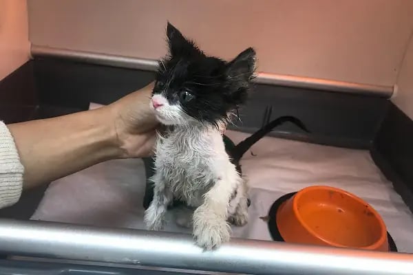 🐶🐱DİYARBAKIR ÖZEL VETERİNER KLİNİĞİ🐶🐱 - Resim 13
