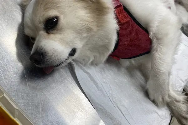🐶🐱DİYARBAKIR ÖZEL VETERİNER KLİNİĞİ🐶🐱 - Resim 14