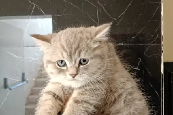 🐶🐱DİYARBAKIR ÖZEL VETERİNER KLİNİĞİ🐶🐱 - Resim 18