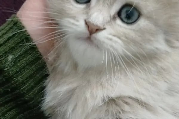 🐶🐱DİYARBAKIR ÖZEL VETERİNER KLİNİĞİ🐶🐱 - Resim 9