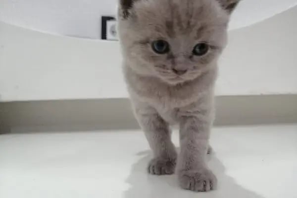 🐶🐱DİYARBAKIR ÖZEL VETERİNER KLİNİĞİ🐶🐱 - Resim 15