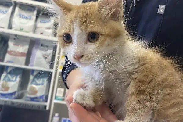 🐶🐱DİYARBAKIR ÖZEL VETERİNER KLİNİĞİ🐶🐱 - Resim 11