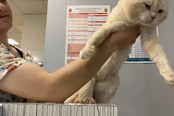 🐶🐱DİYARBAKIR ÖZEL VETERİNER KLİNİĞİ🐶🐱 - Resim 10