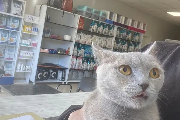 🐶🐱DİYARBAKIR ÖZEL VETERİNER KLİNİĞİ🐶🐱 - Resim 2