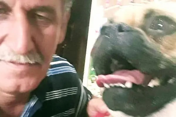 Konya sancak kosova mah alaska pet shop - Resim 4