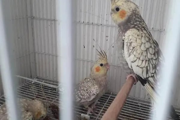 Konya sancak kosova mah alaska pet shop - Resim 7