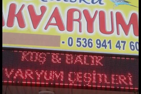Konya sancak kosova mah alaska pet shop - Resim 1
