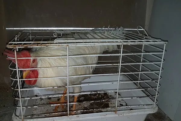 İnanç Akvaryum &amp; Petshop - Resim 18