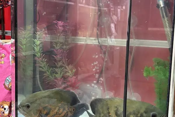 Tüylü pet shop - Resim 12