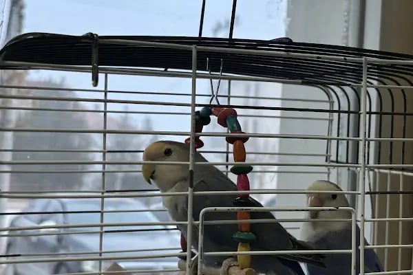 Tüylü pet shop - Resim 3