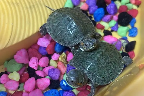 Tüylü pet shop - Resim 18