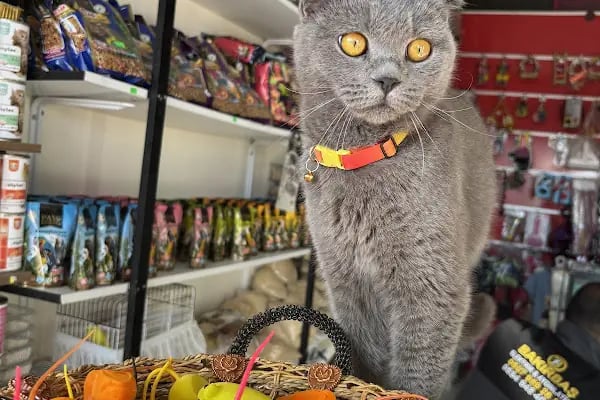 Tüylü pet shop - Resim 16