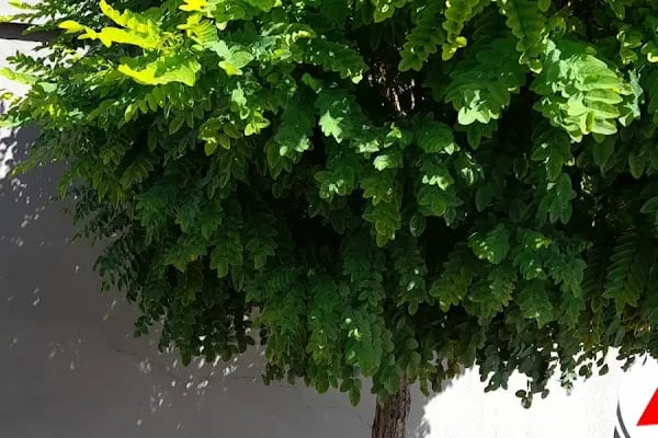 Akbaş serbest depo - Resim 2