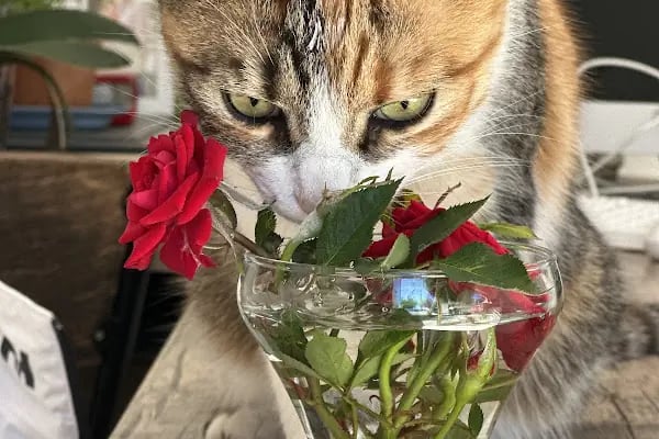 Derya Budak Fotografcilik - Resim 8