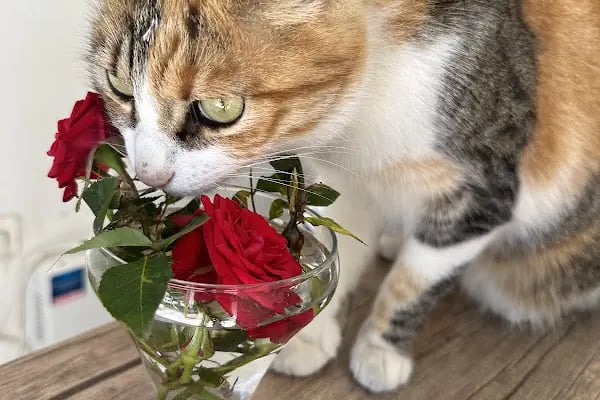 Derya Budak Fotografcilik - Resim 11