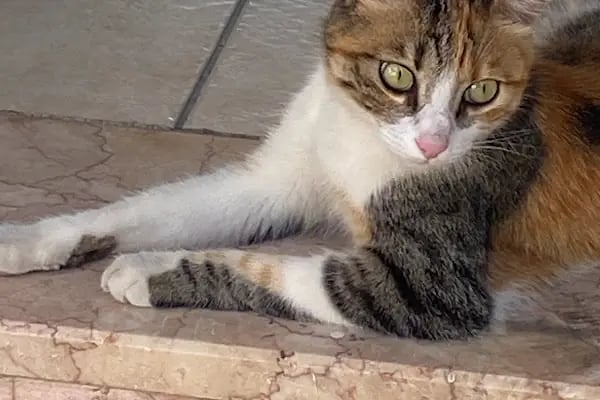 Derya Budak Fotografcilik - Resim 14