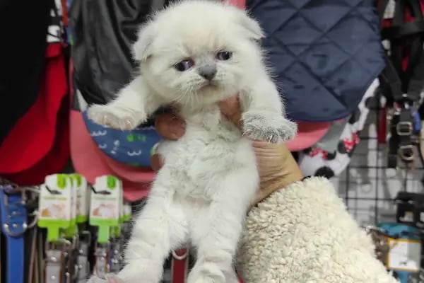 Antalya 07 PetShop - Resim 11