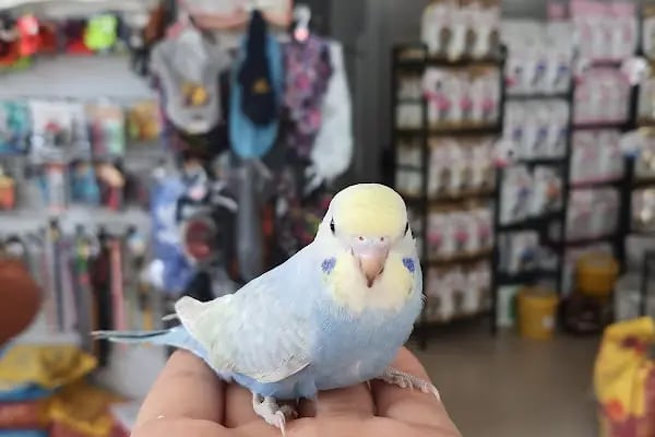 Balım Petshop - Resim 3