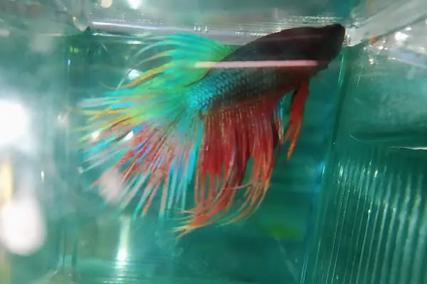 Balım Petshop - Resim 16