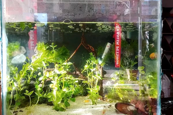 Balım Petshop - Resim 5