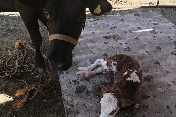 Özkaralar Veteriner Kliniği - Resim 1