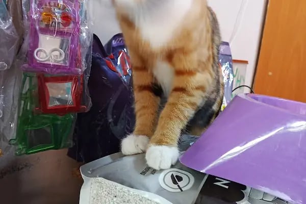Cici PetShop - Resim 13