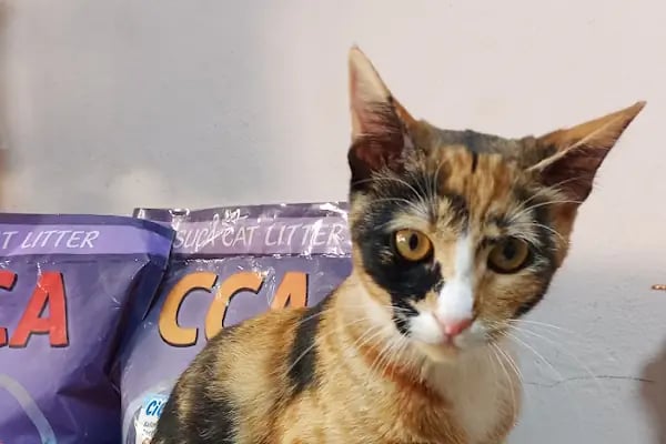Cici PetShop - Resim 7