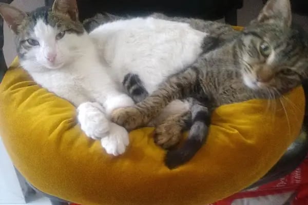 Cici PetShop - Resim 11