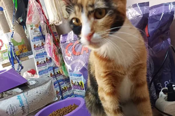 Cici PetShop - Resim 9