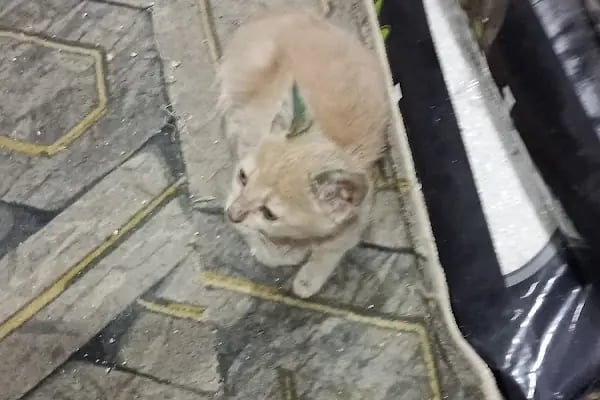 Cici PetShop - Resim 17