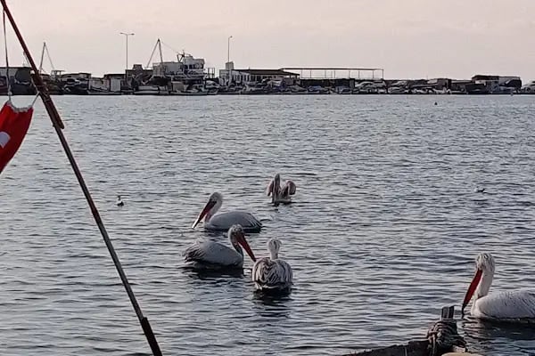 Bostanlı İskele Tramvay Durağı - Resim 3