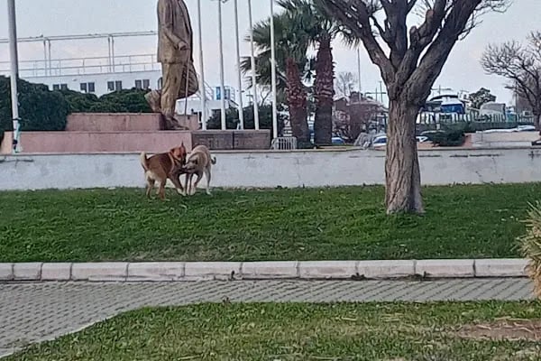 Bostanlı İskele Tramvay Durağı - Resim 18