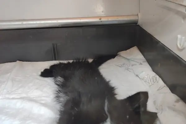 Karan Veteriner Kliniği - Resim 17