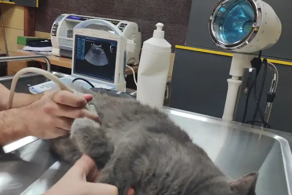Karan Veteriner Kliniği - Resim 14