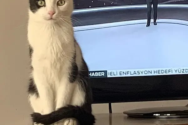 Karan Veteriner Kliniği - Resim 3
