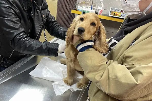 Karan Veteriner Kliniği - Resim 9