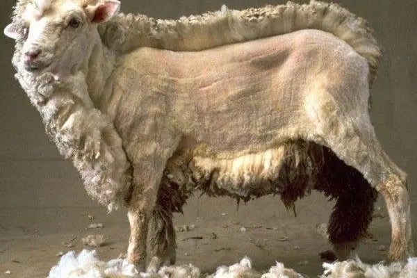 Döşemealtı Pencere - Resim 7