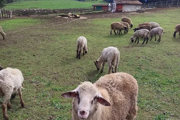Göçmen’s Ranch - Resim 12