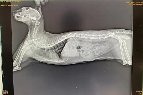 Denizli pethane 20/48 veteriner kliniği - Resim 16