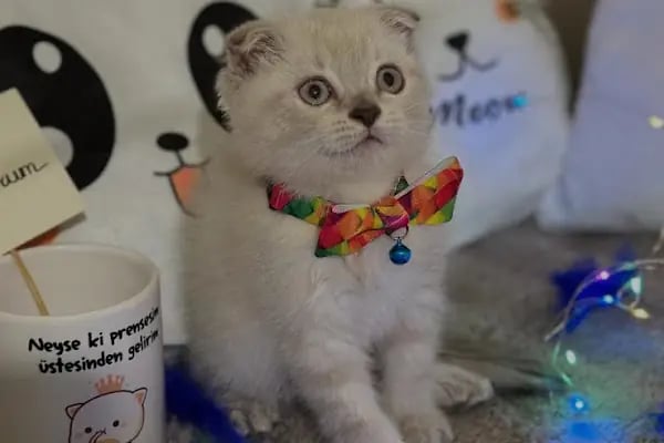 15 TEMMUZ PETSHOP ceylanpinar - Resim 15