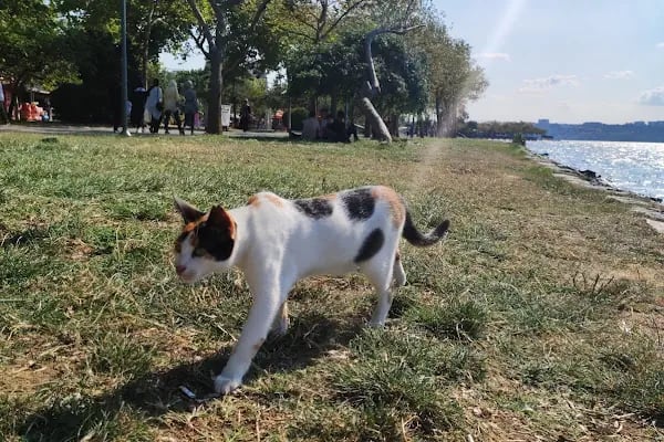 Çekmece parkı - Resim 19