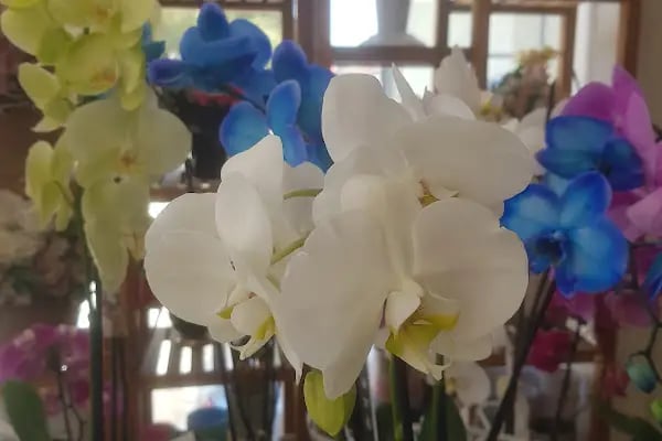 Arden Flower Çiçek - Resim 17